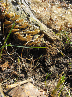 Stump with dried up turkey tail fungi on it.