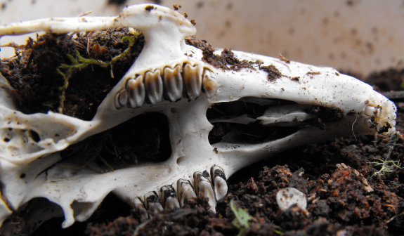 Rabbit skull from below