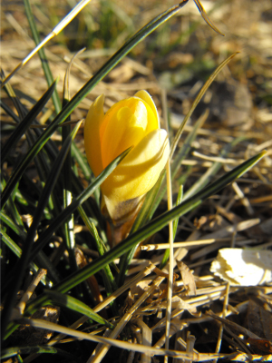 Yellow crocus