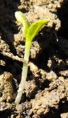 Lettuce seedling