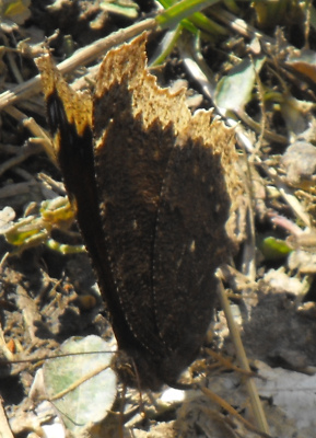 Mourning Cloak butterfly