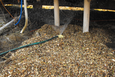 Wetting down the new Stropharia bed with a sprinkler.