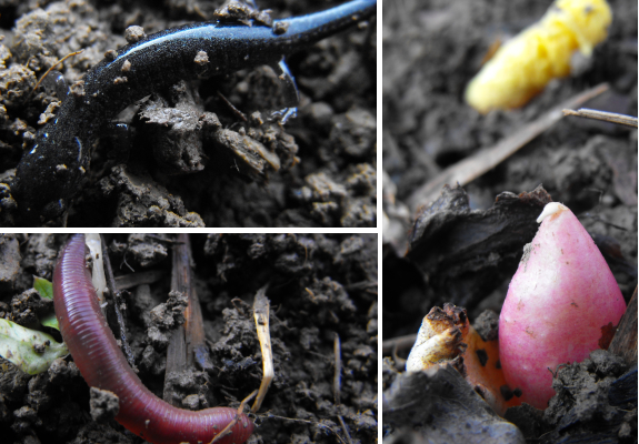 Salamander, earthworm, and rhubarb buds