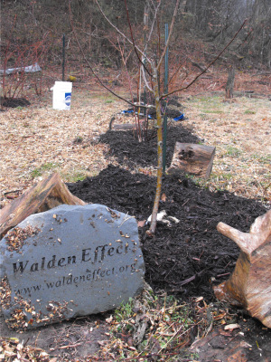 Mulching with composted wood chips