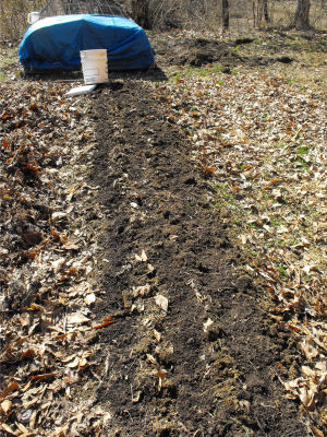 Newly planted onion bed