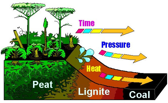 of buried dead organisms,