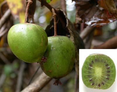 Fruit of a Hardy Kiwi, Actinidia arguta