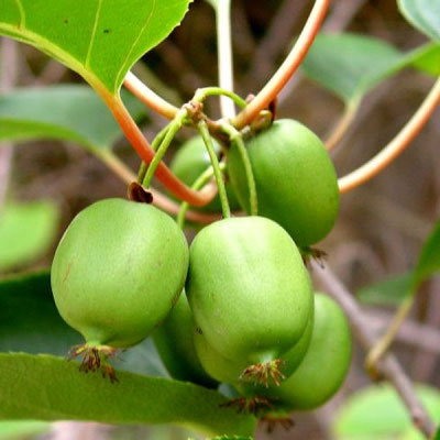 Fruit of a Hardy Kiwi, Actinidia arguta