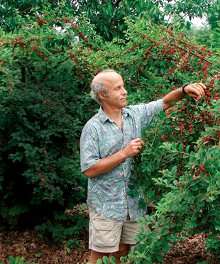 Nanking Cherry bush