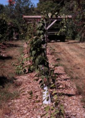 Hardy kiwi on a trellis