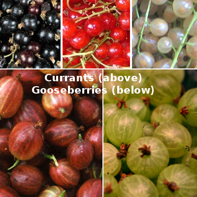 Gooseberry and red, black, and white currant fruit