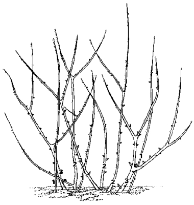 Pruning diagram for currants and gooseberries