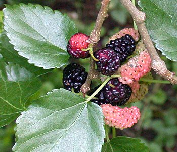 White mulberry fruits