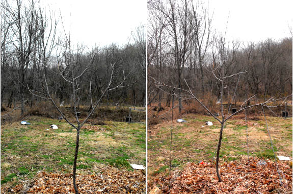 Before and after shots, pruning and training a young cherry