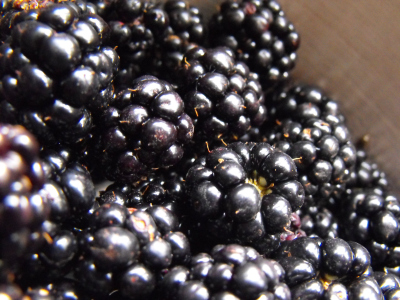 Blackberries