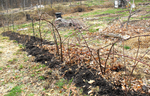 Blackberries after pruning