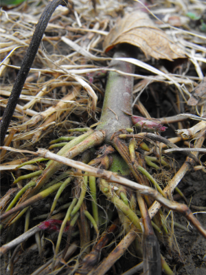 A rooted tip of a blackberry cane