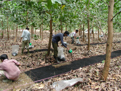 Biochar in Indonesia