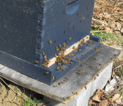 Busy honeybee hive