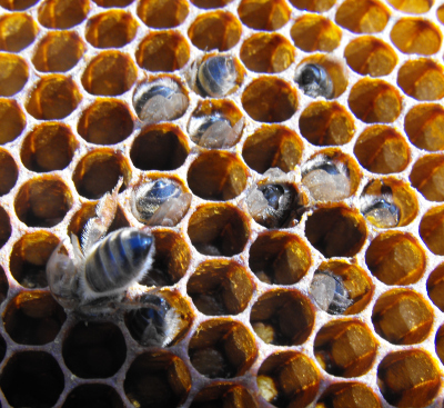 Small cluster of starved honeybees