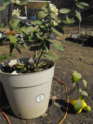 Dwarf Meyer lemon with fruits and flowers