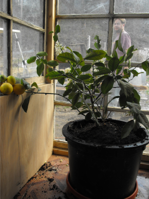 Meyer lemon in larger pot