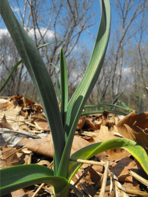 Garlic greening up in the spring