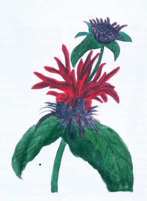 Bee balm