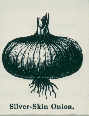 Woodcut of an onion