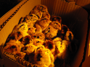 Box of chicks from a hatchery