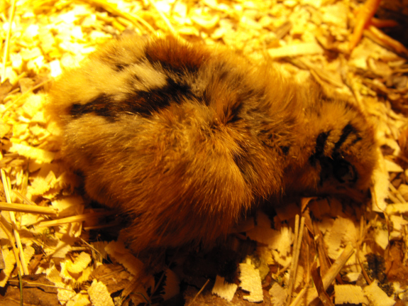 Sleeping chick