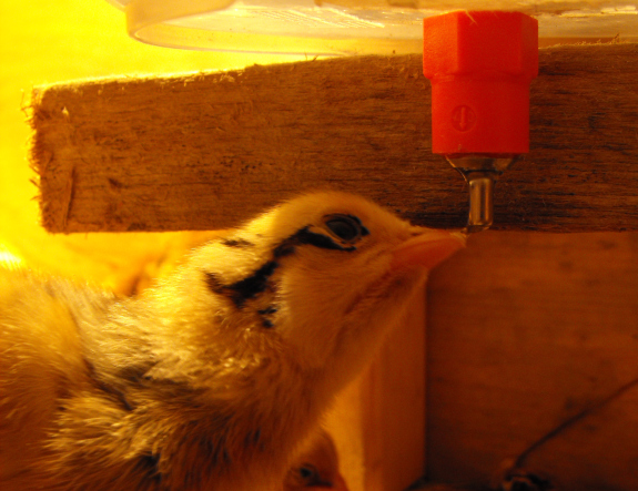 Chick drinking out of an automatic chicken waterer