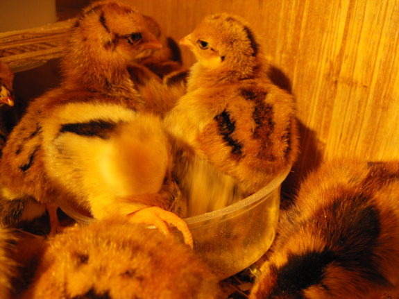 Chicks eating