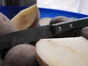 Cutting up seed potatoes