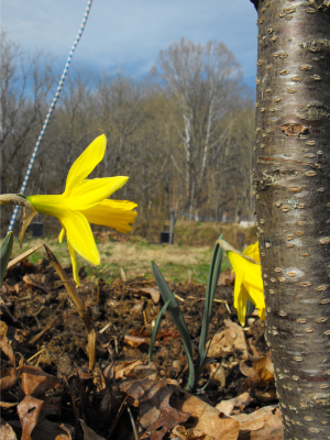 Daffodils in the forest garden