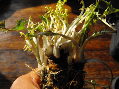 Dandelion greens