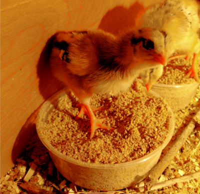Chicks scratching in their food dish