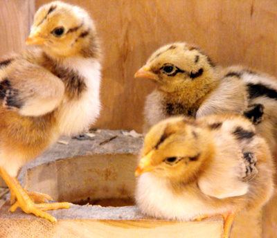 1 week old chicks