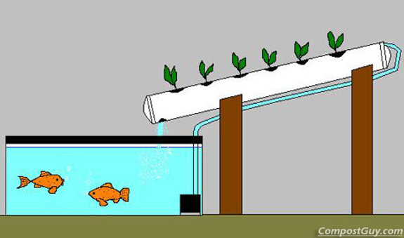 diy aquaponics