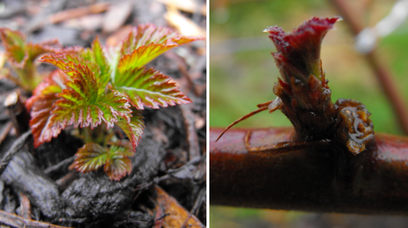 New raspberry and blackberry leaves