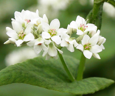 Buckwheat flowers