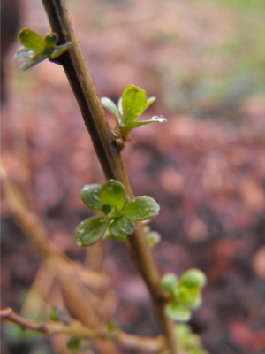 New gojiberry leaves