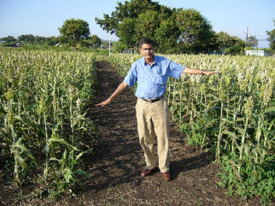 Field of millet in Africa