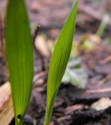 Hull-less oat seedlings