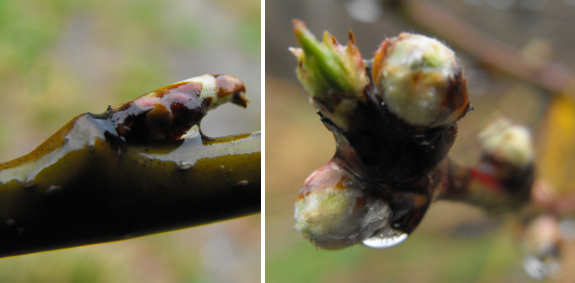 Pear leaf bud and peach flower bud