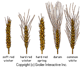 Types of wheat