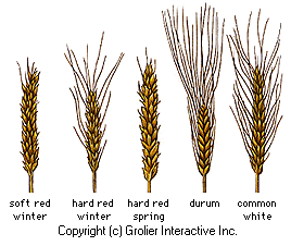 wheat buckwheat winter grains types american grain nothing farming cereal triticum