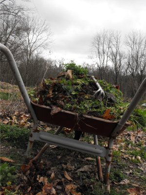 Wheelbarrow full of weeds