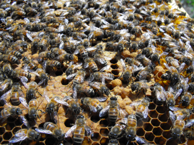 Honeybees with capped brood