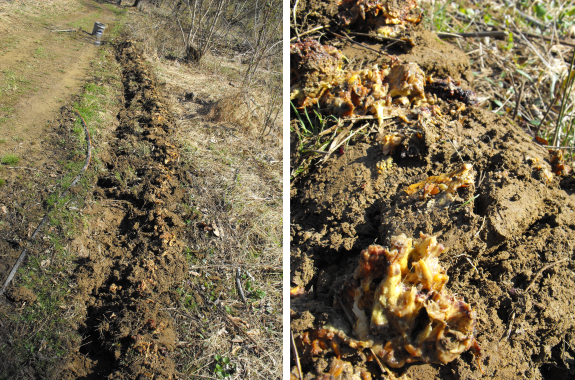 Planting Osage-Orange seeds